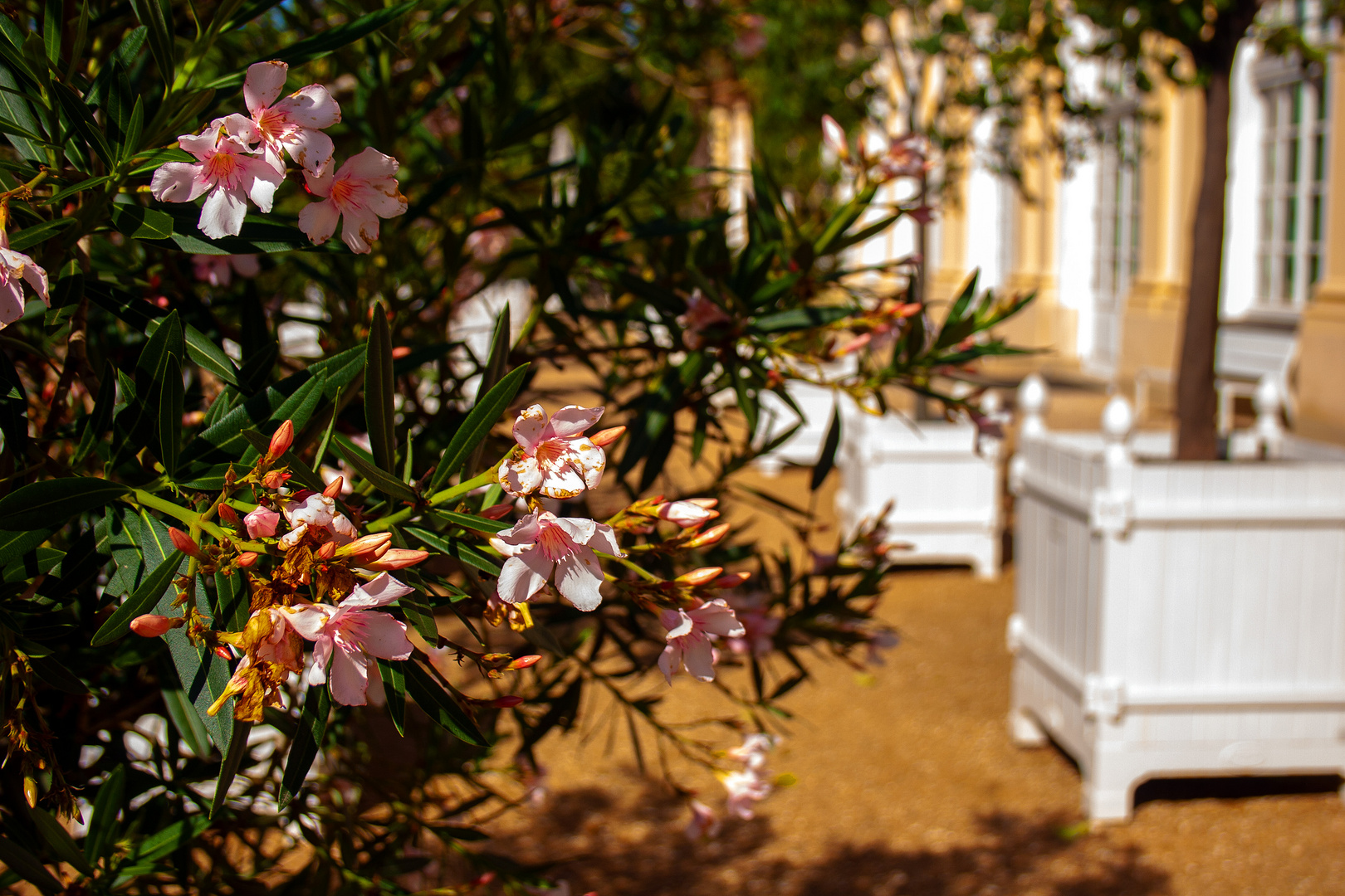 Blüten im Hofgarten