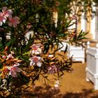 Blüten im Hofgarten