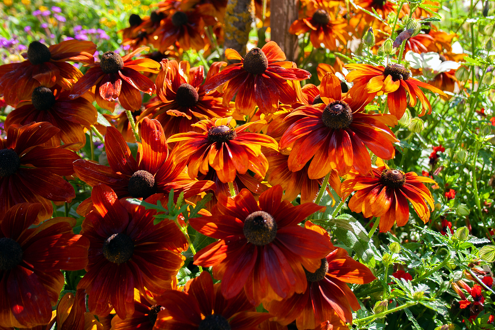 Blüten im Hofgarten