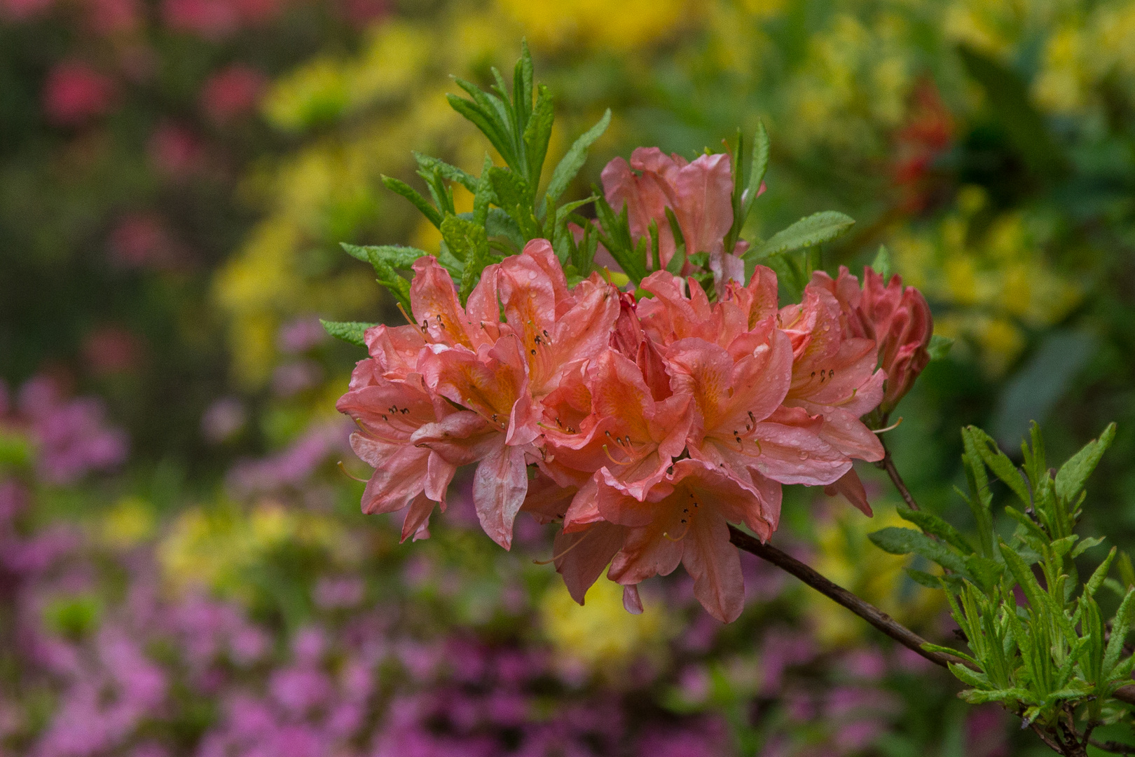 Blüten im Inverewe Garden ( Schottland )