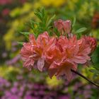 Blüten im Inverewe Garden ( Schottland )