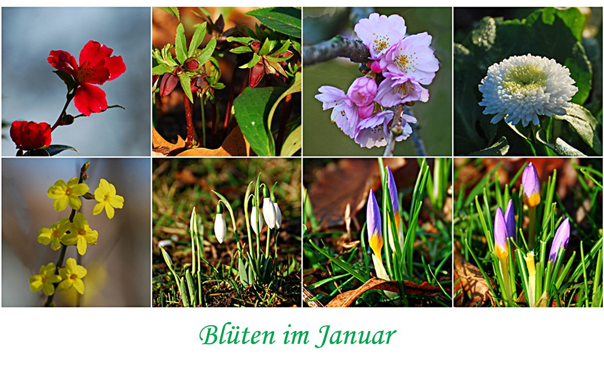 Blüten im Januar