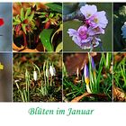 Blüten im Januar