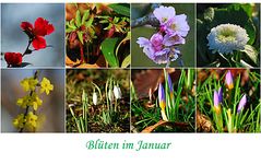 Blüten im Januar