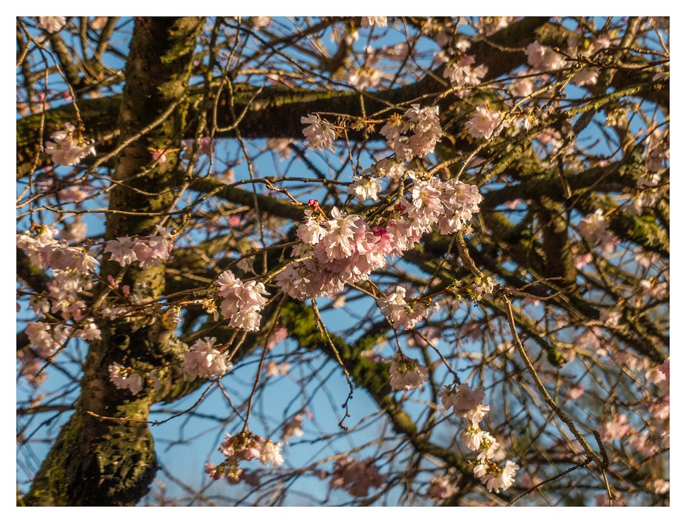 Blüten im Januar Foto & Bild jahreszeiten, winter, blumen Bilder auf