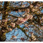 Blüten im Januar