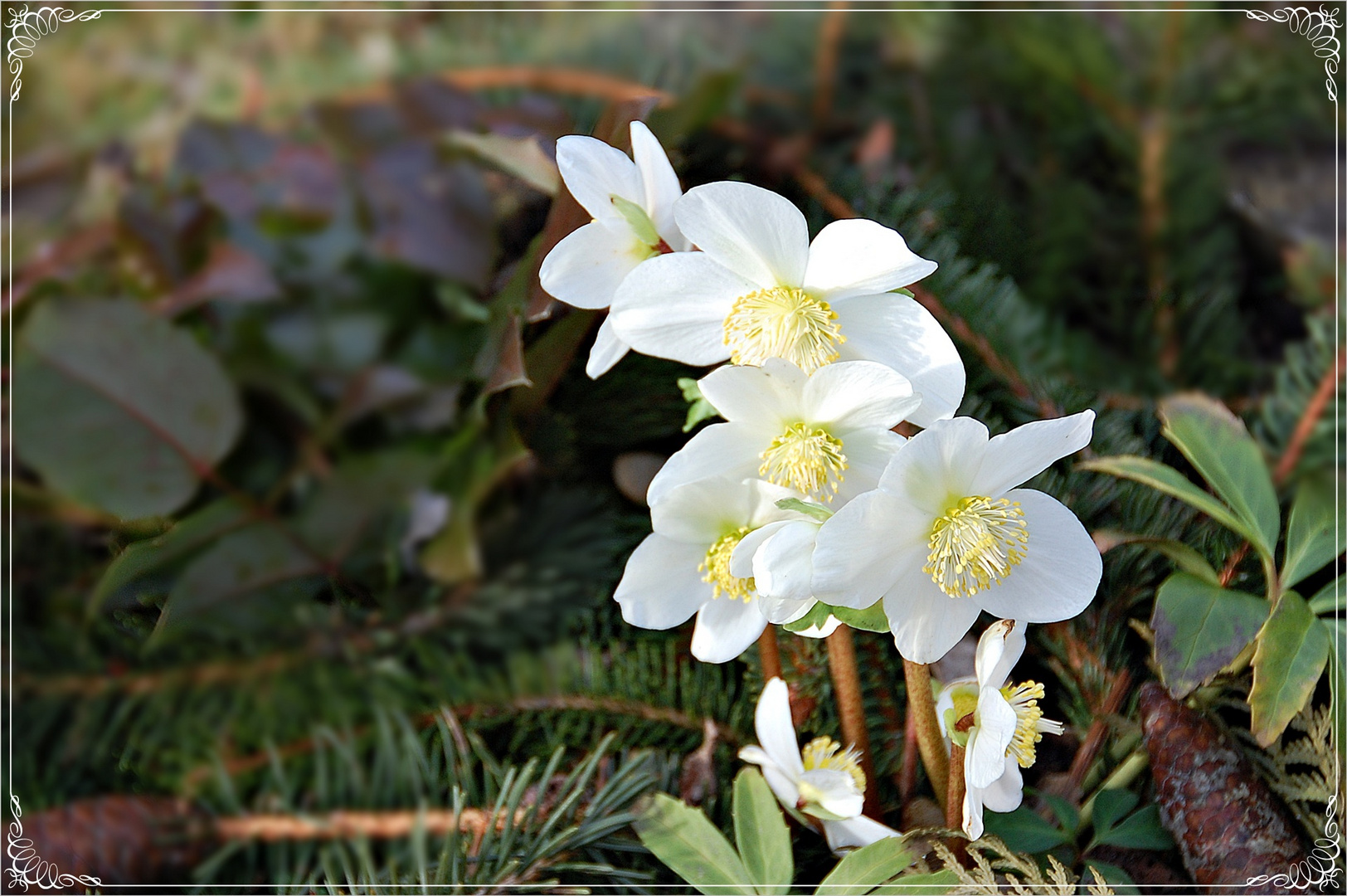 Blüten im Januar