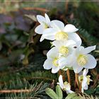 Blüten im Januar