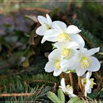 Blüten im Januar