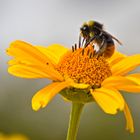 Blüten im Juli