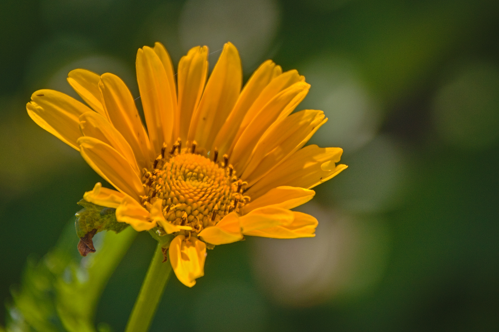 Blüten im Juni