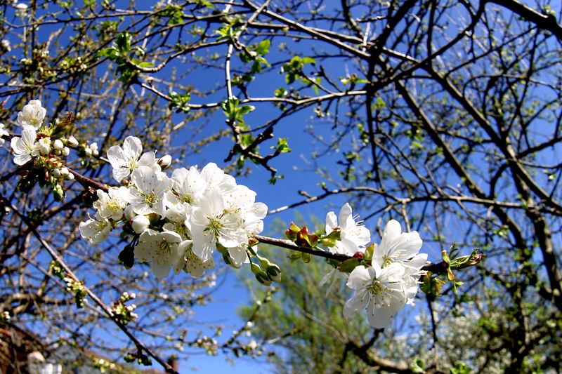 Blüten IM Kirschbaum