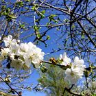 Blüten IM Kirschbaum