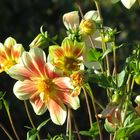 Blüten im Klostergarten