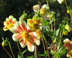 Blüten im Klostergarten