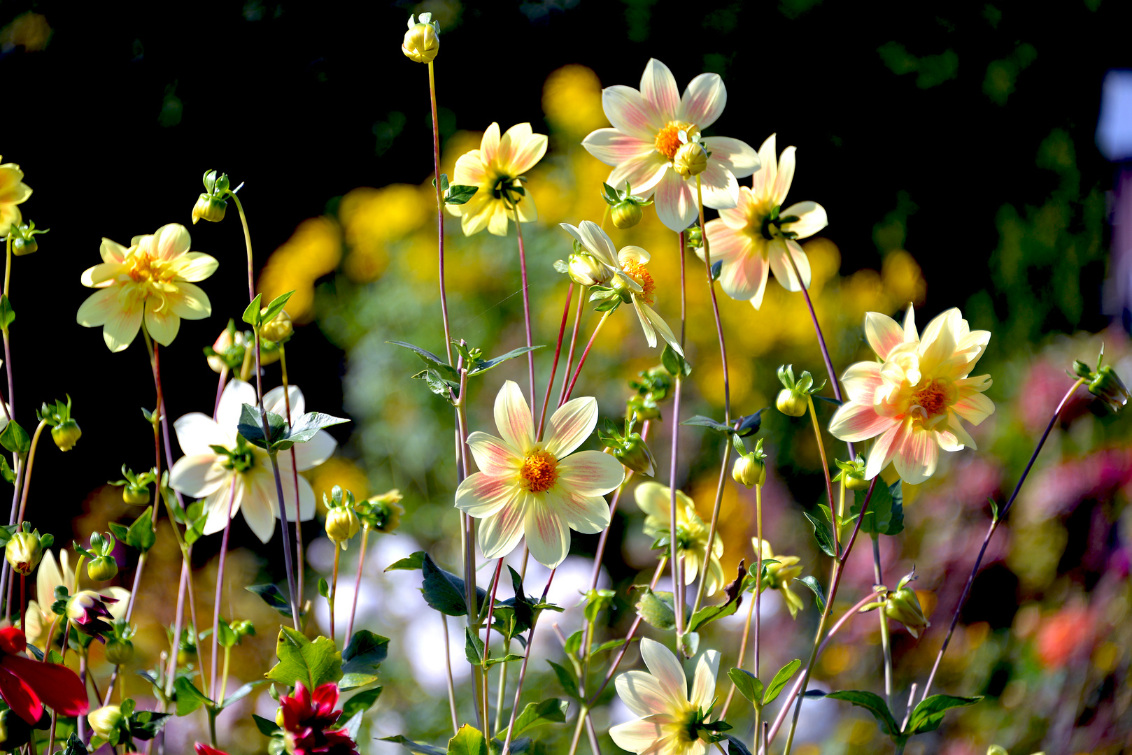 Blüten im Klostergarten der Fraueninsel 20170926