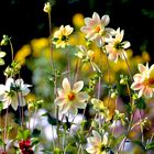 Blüten im Klostergarten der Fraueninsel 20170926