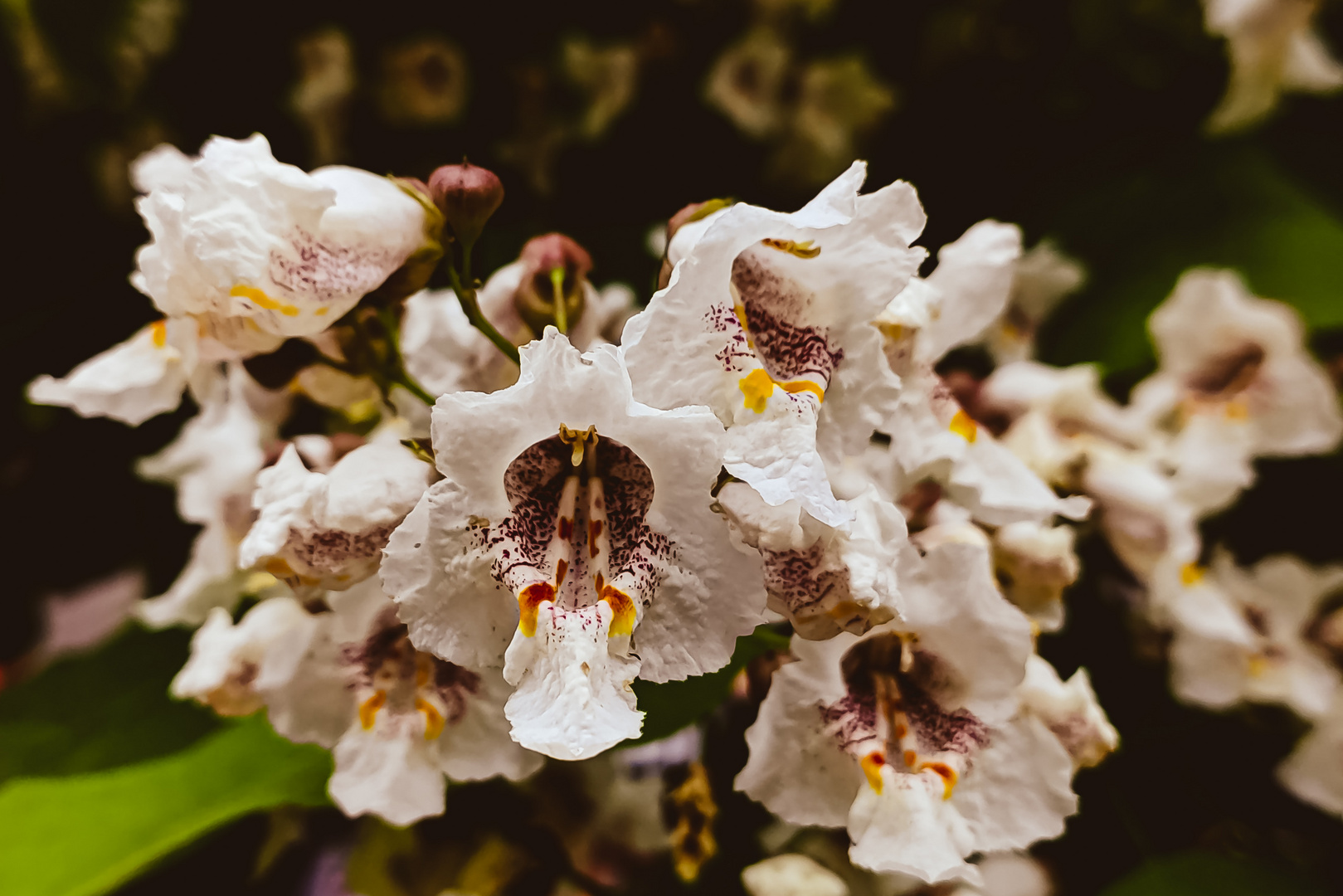 Blüten im Kreativen Style