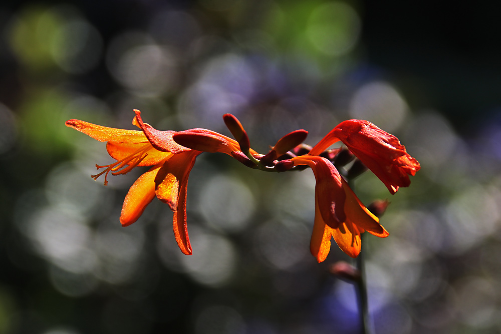 Blüten im leichten Gegenlicht