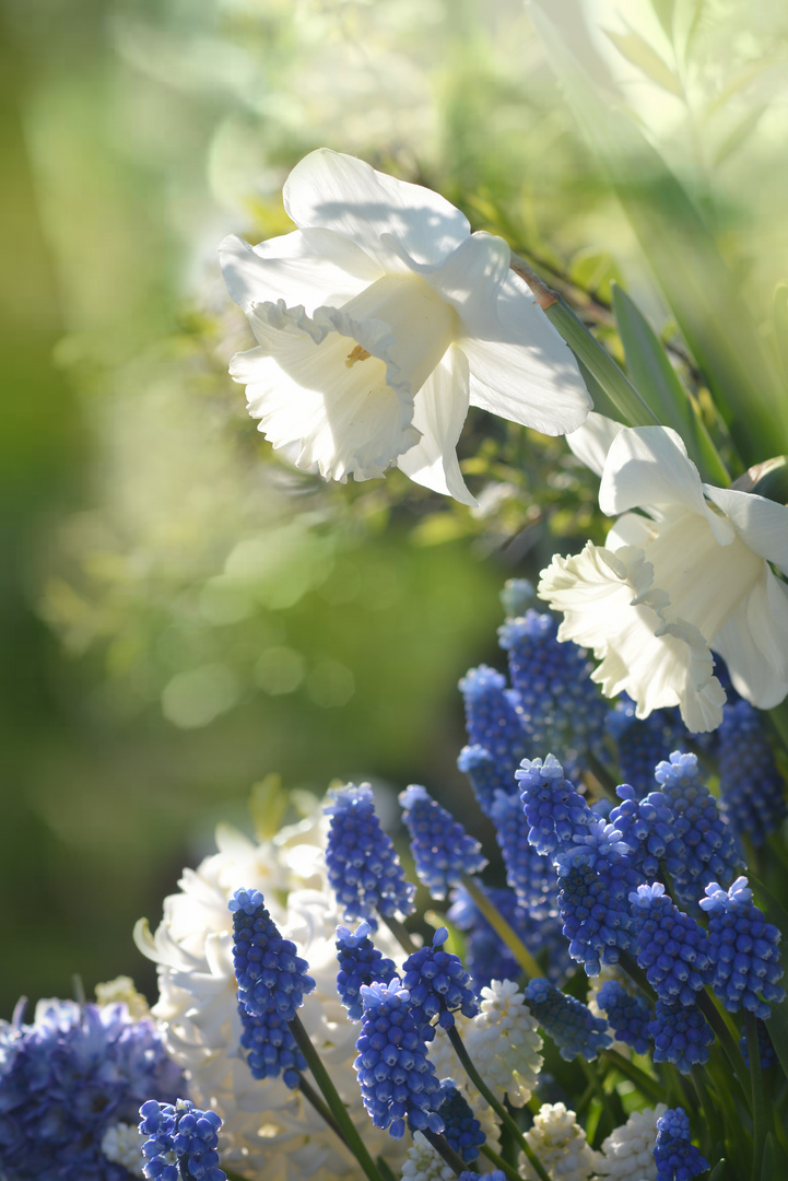 Blüten im Licht