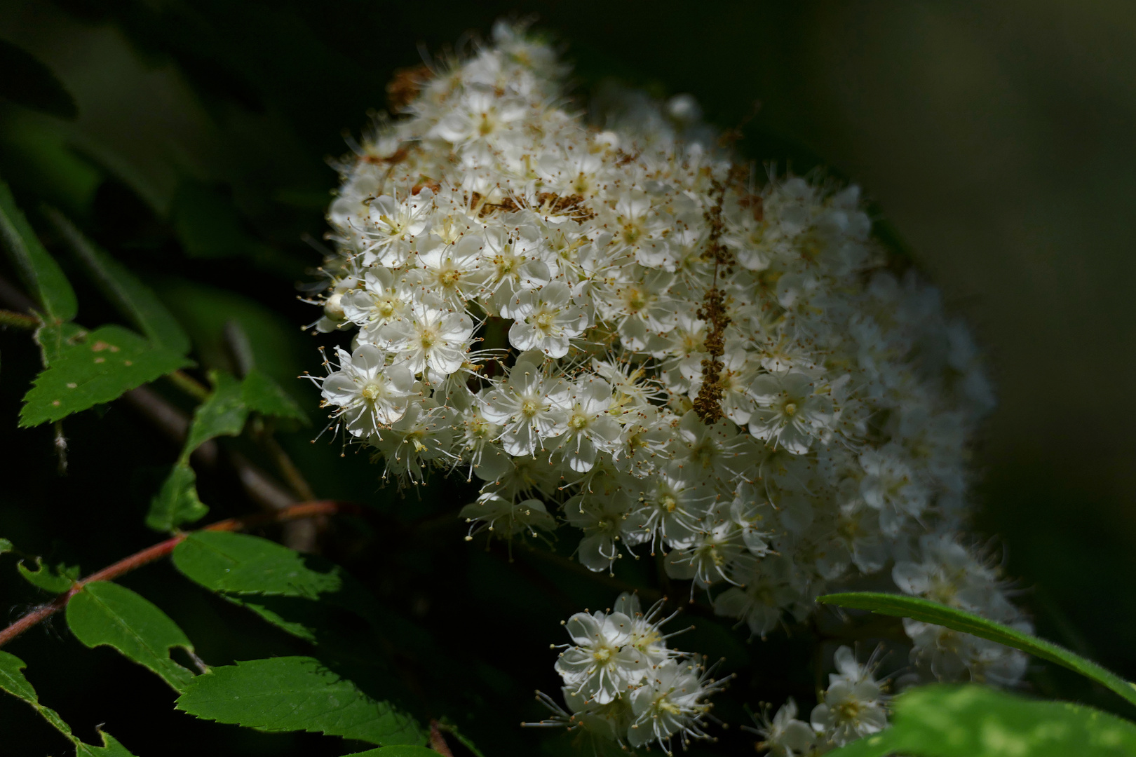 Blüten im Licht