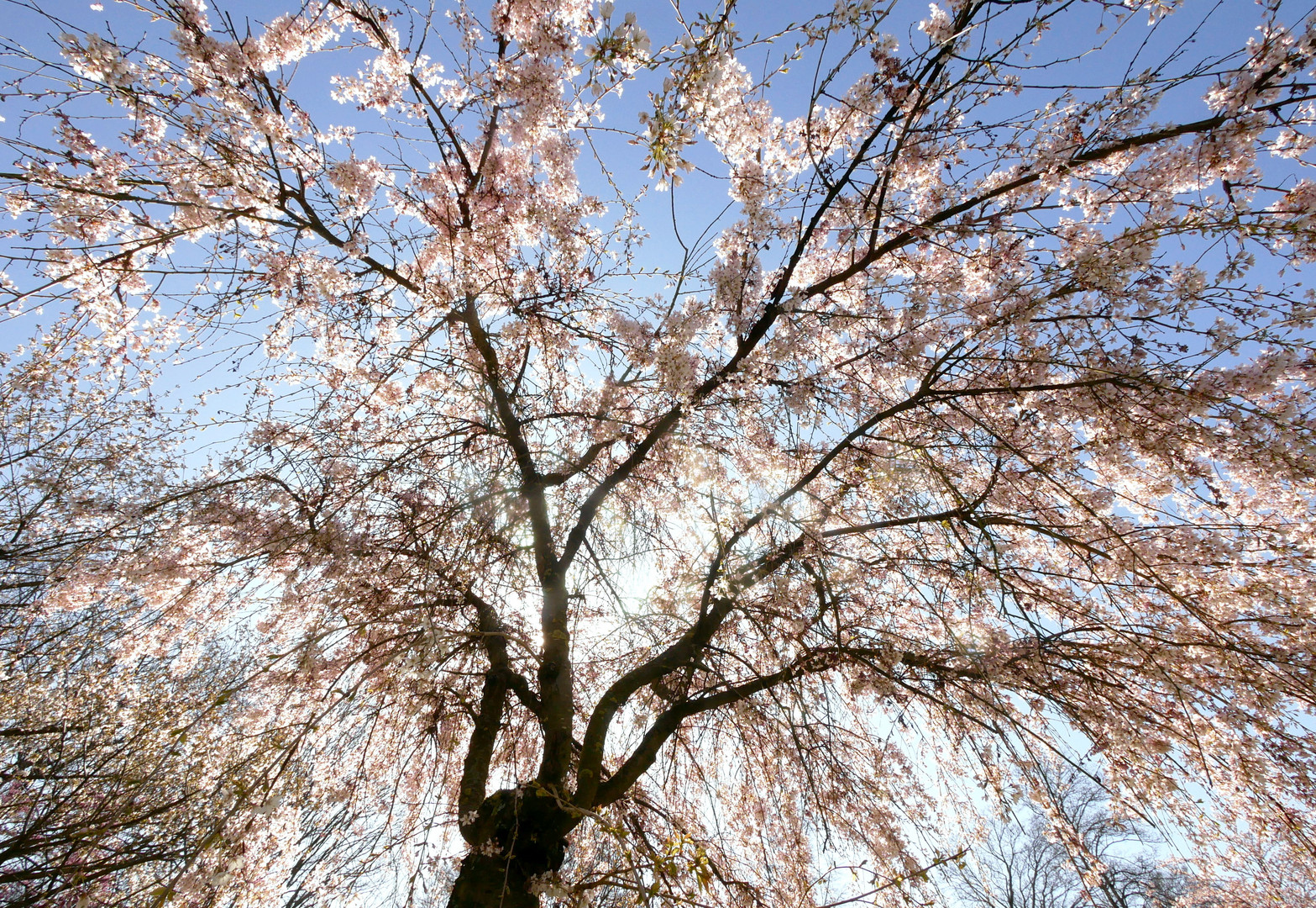 Blüten im Licht