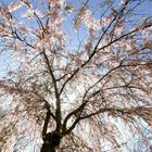 Blüten im Licht