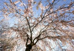 Blüten im Licht