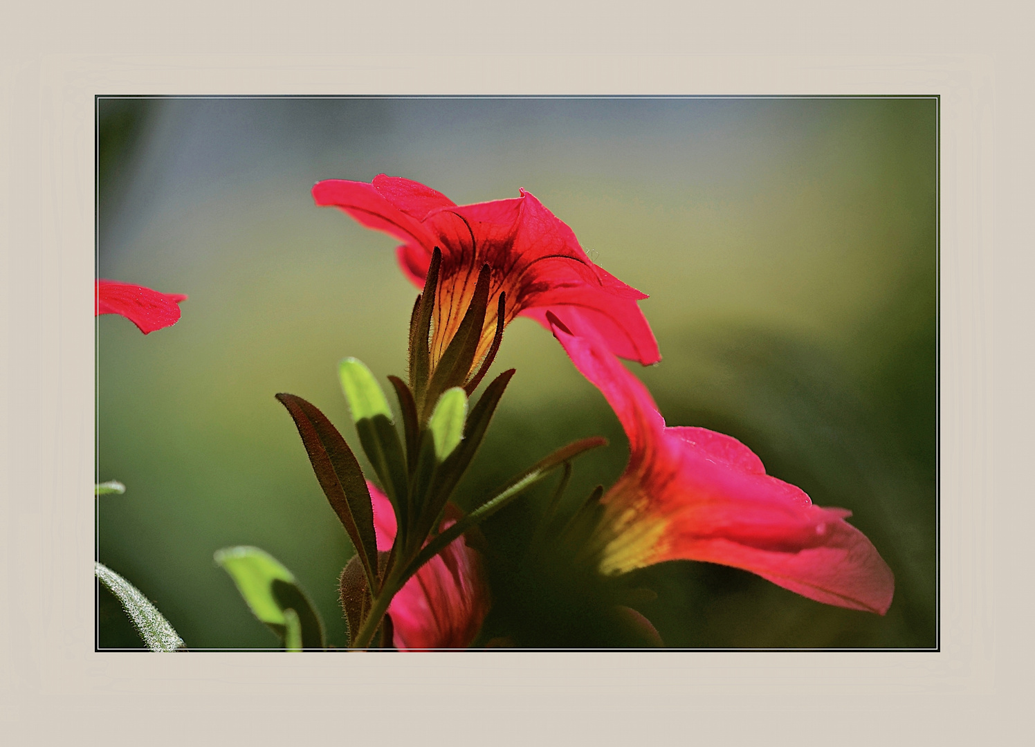 Blüten im Licht 