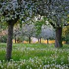 Blüten im Licht