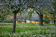 Blüten im Licht