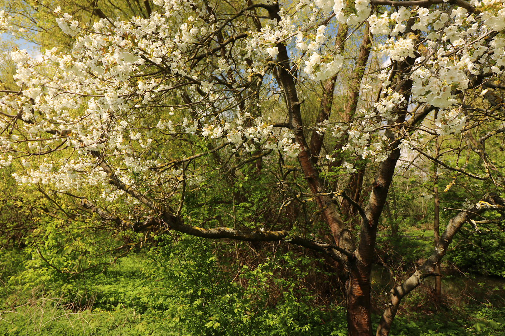 Blüten im Licht