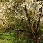 Blüten im Licht