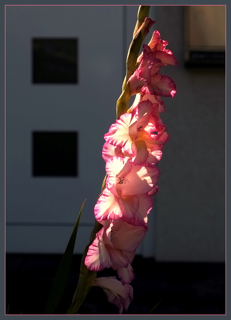 Blüten im Licht