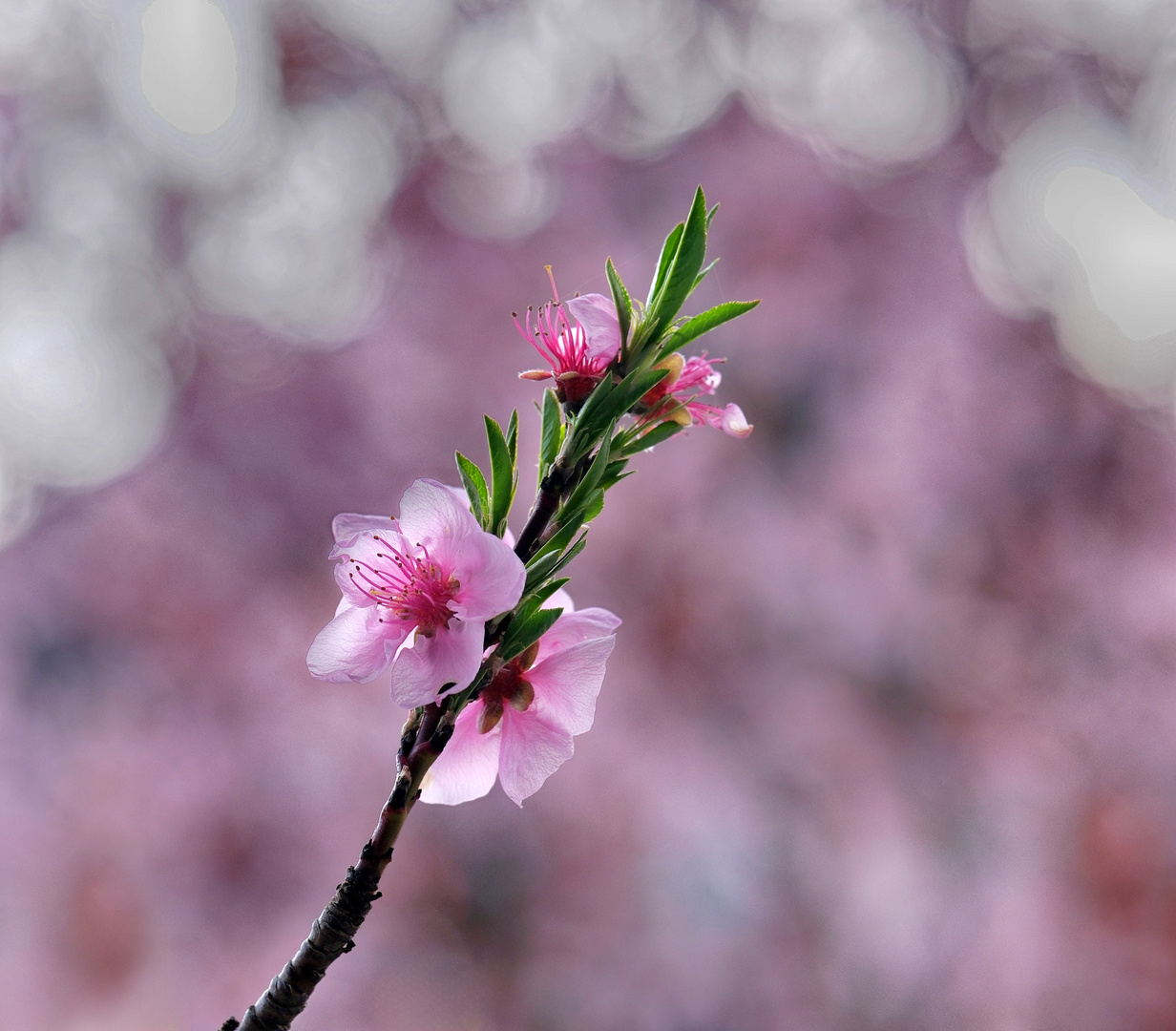 Blüten im Licht