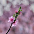 Blüten im Licht