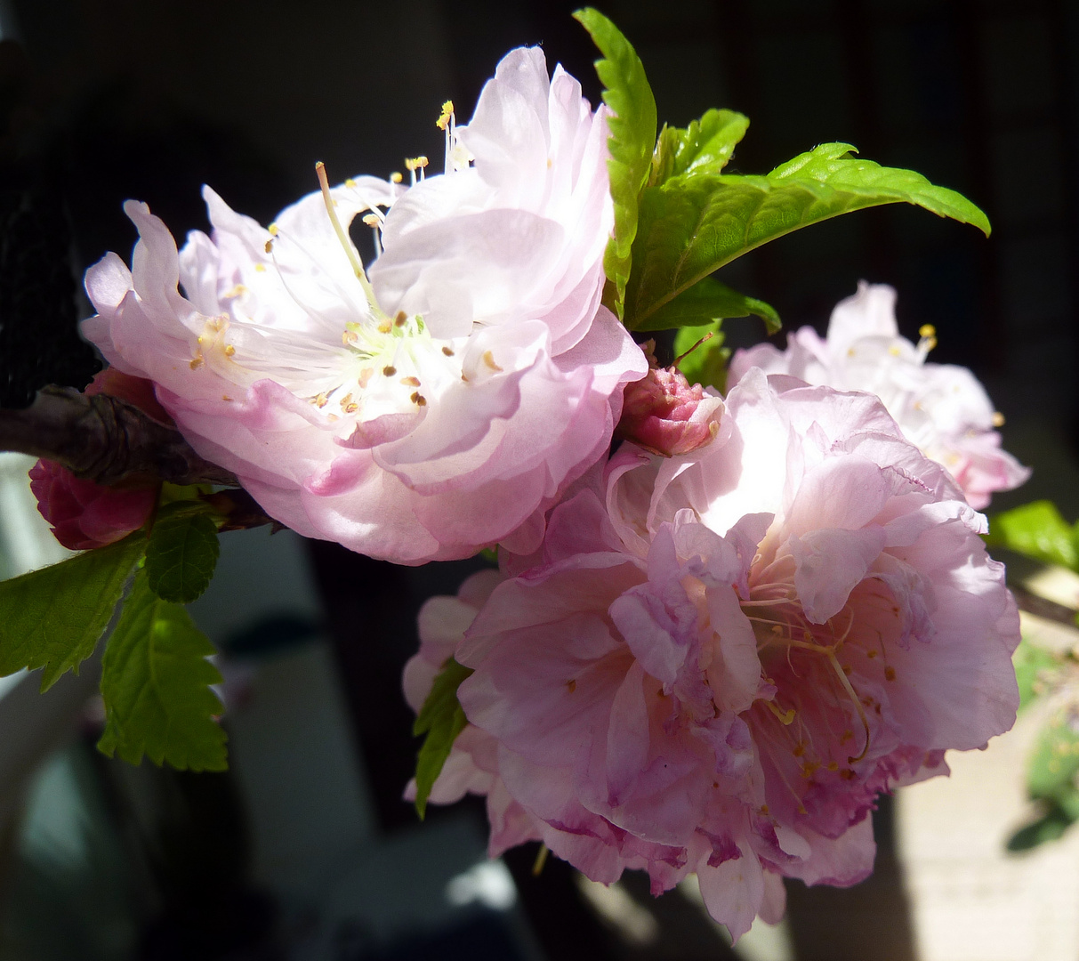 Blüten im Licht