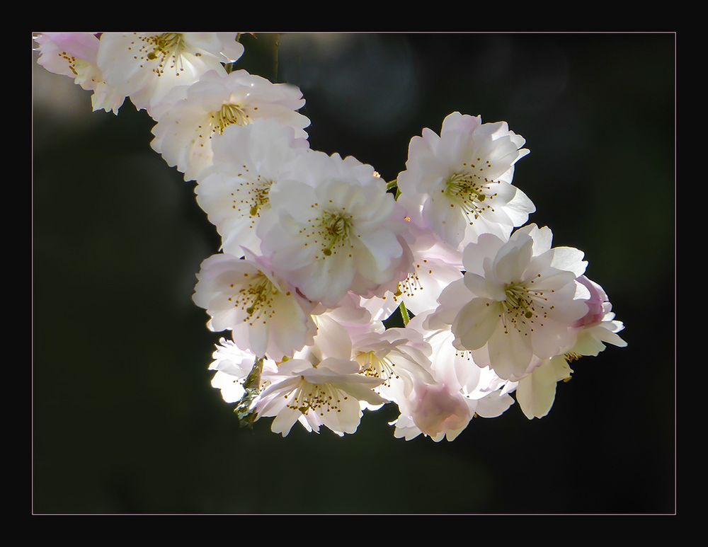 BLÜTEN im LICHT