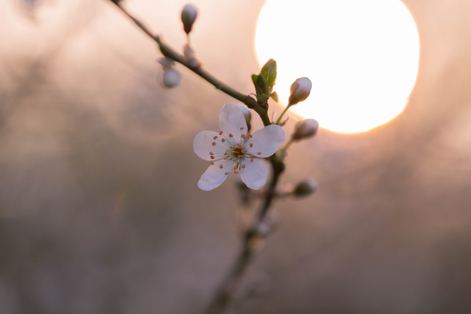 Blüten im Licht der Morgensonne 01