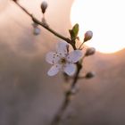 Blüten im Licht der Morgensonne 01