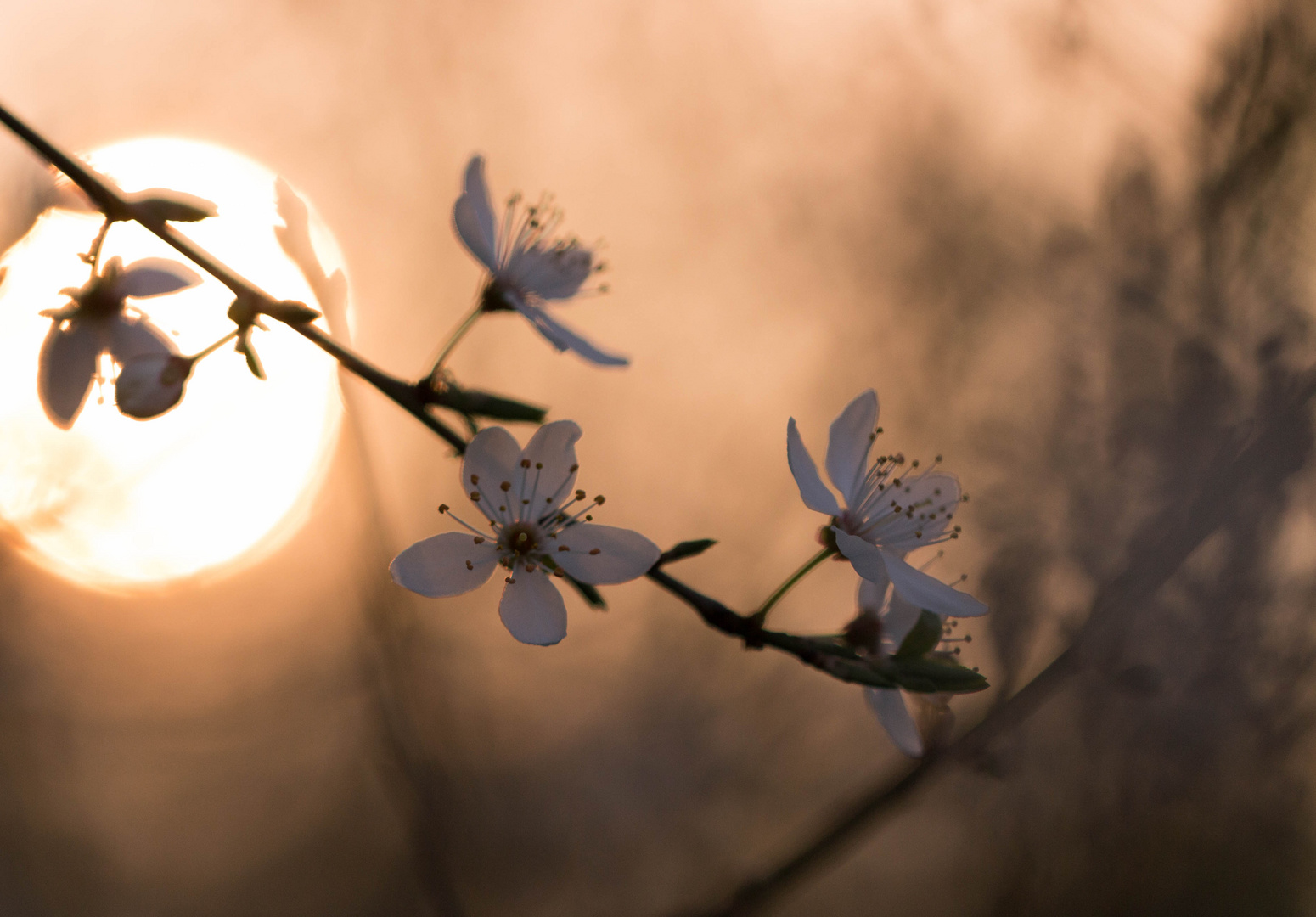 Blüten im Licht der Morgensonne 02