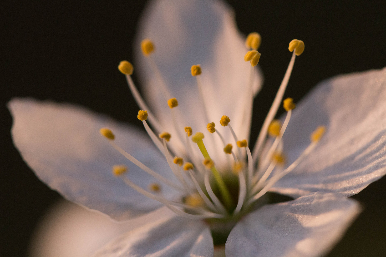 Blüten im Licht der Morgensonne 04