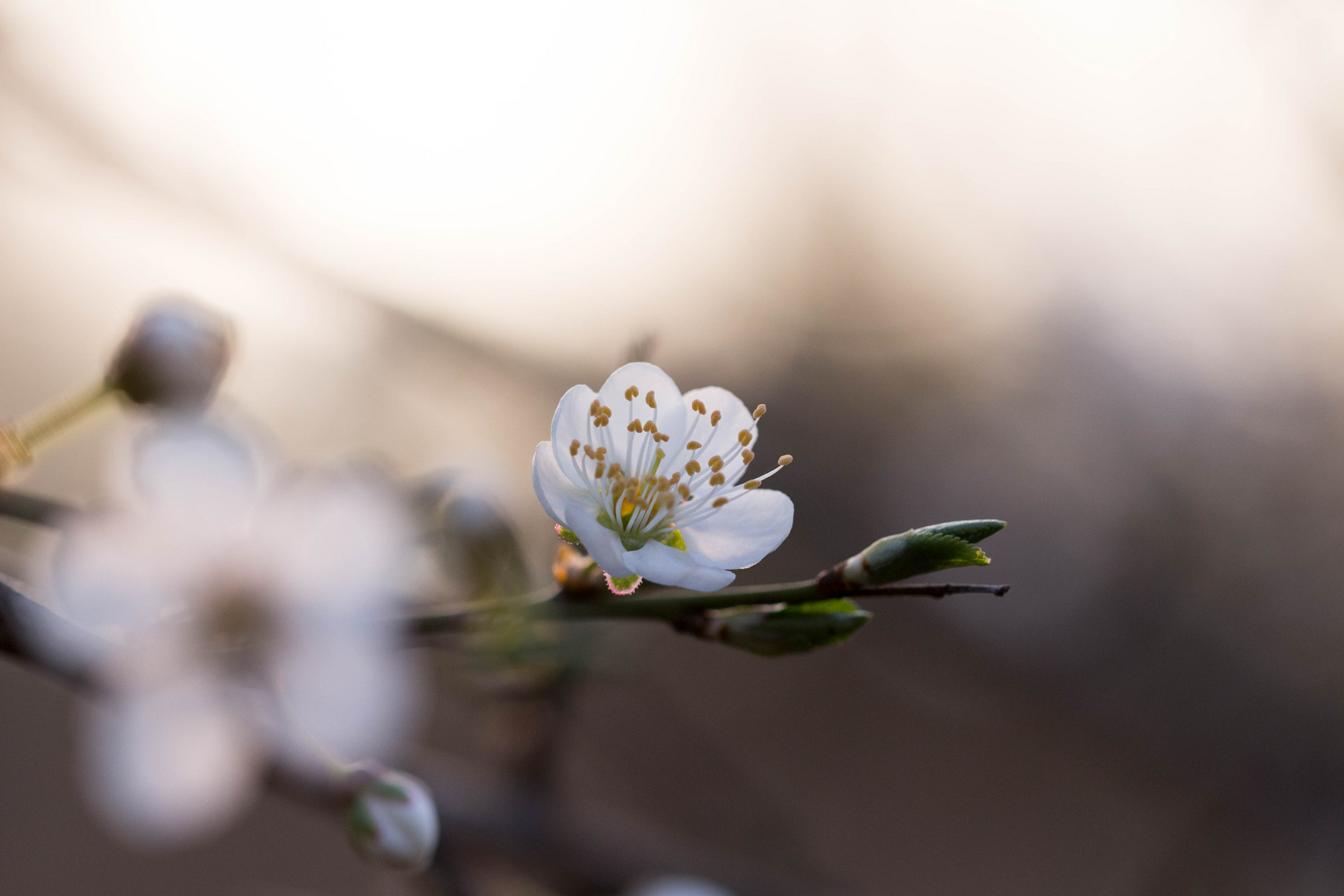 Blüten im Licht der Morgensonne 05