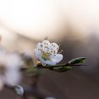 Blüten im Licht der Morgensonne 05