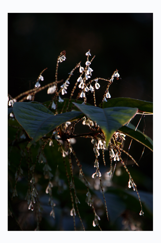 Blüten im Licht