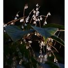 Blüten im Licht