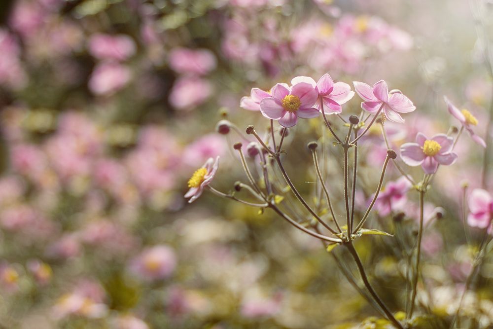 Blüten im Luisenpark - Sommerimpressionen