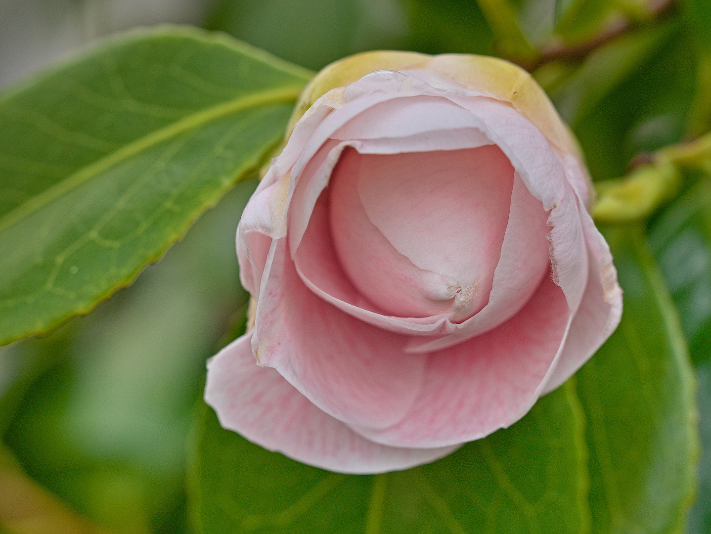 Blüten im März