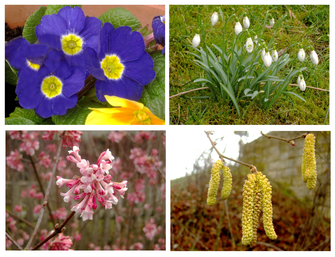 Blüten im März