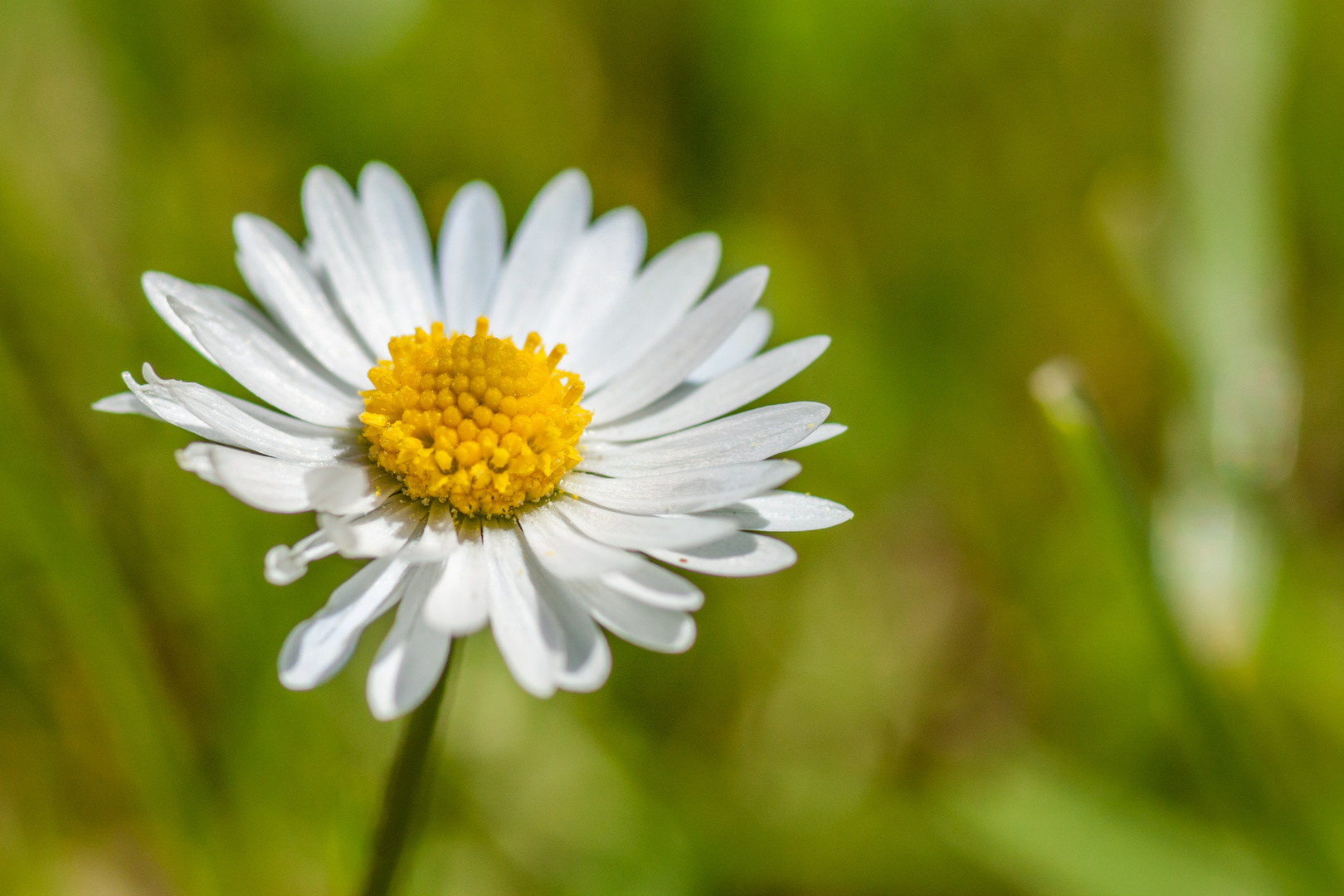 Blüten im Mai